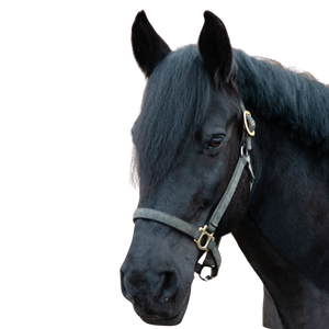 A black horse head with a black halter.